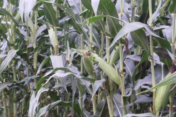 郓玉7号玉米种子特征特性，适宜密度为每亩4500株左右