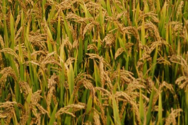 五乡优398水稻种子特征特性，该品种株型适中