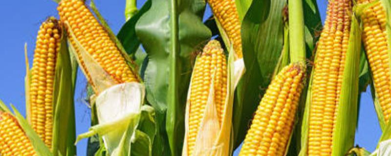 郓玉7号玉米种子特征特性，适宜密度为每亩4500株左右