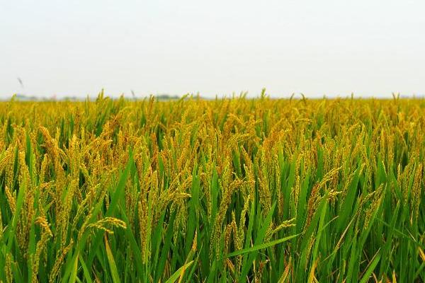 嘉禾优7245水稻品种的特性，全生育期125.8天