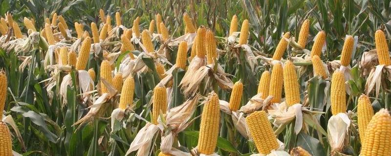 德美003玉米种子介绍，适宜密度为每亩4500株左右