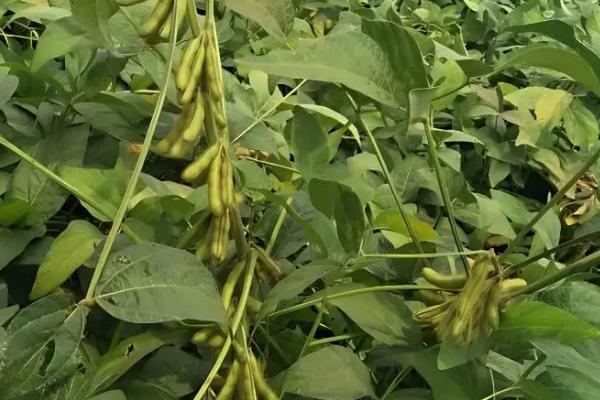 嘉黄32大豆种子特征特性，适宜播期为6月10～25日
