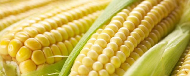 鲁研C1601玉米种简介，适宜密度为每亩5000株左右