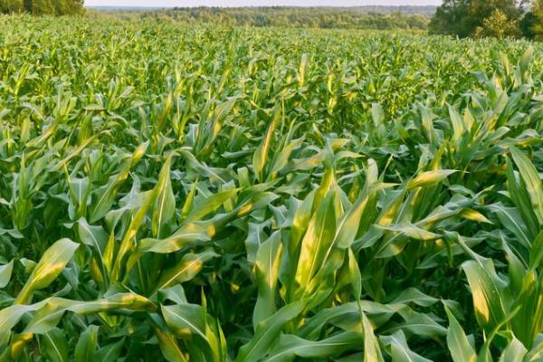 博糯118玉米种子特征特性，密度3000-3500株/亩