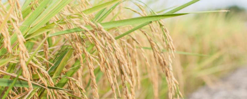大粮313水稻种简介，属中晚熟粳稻品种