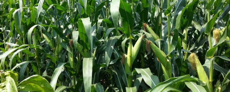 春秋339玉米品种的特性，防治玉米螟虫