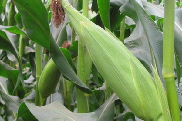 豫单717玉米种子特点，防治玉米螟虫