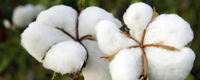 中生棉4号棉花种子特征特性，平均生育期108.5天
