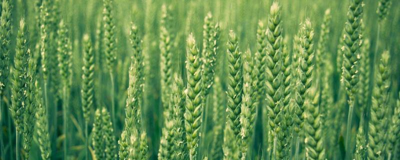 豫丰1618小麦种子简介，适宜播种期10月上中旬