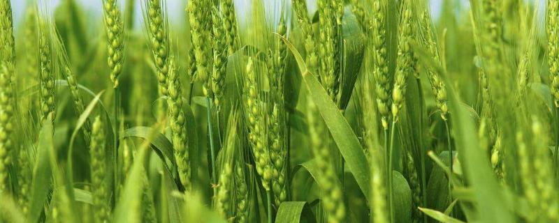 春晓186小麦种子介绍，每亩适宜基本苗16～18万