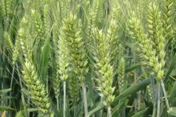 来麦205小麦种子特征特性，弱春性品种