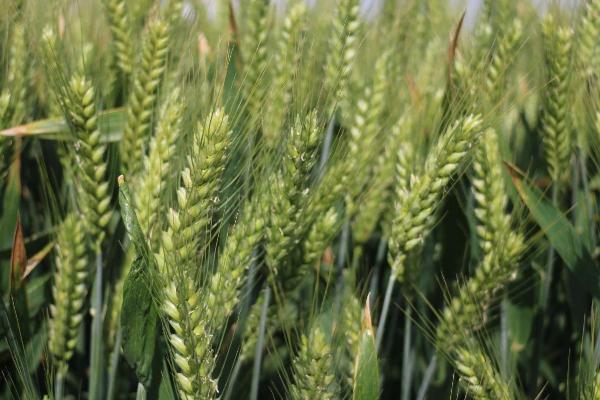 栗丰5号小麦种子介绍，适宜播种期10月上中旬