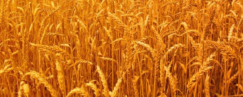 华冠1号小麦种子介绍，半冬性品种