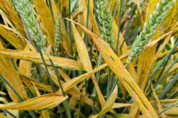 来麦205小麦种子特征特性，弱春性品种