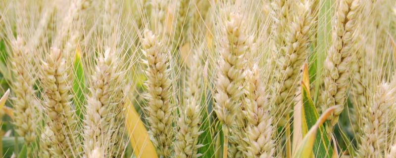 泛麦37小麦种简介，适宜播种期10月中下旬