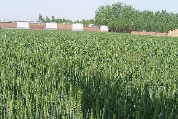 福满多1号小麦品种的特性，每亩适宜基本苗16～24万