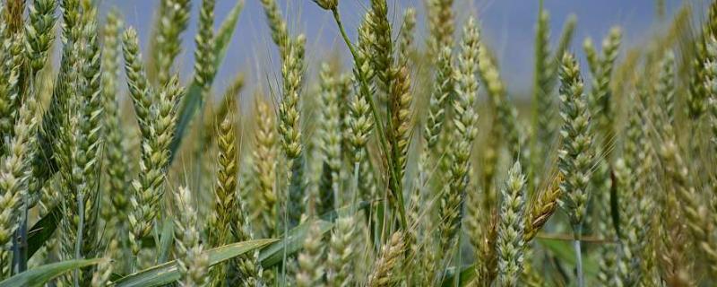 中涡麦10号小麦种子特点，适宜播种期10月上中旬
