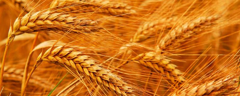 周育麦6号小麦种简介，每亩适宜基本苗16～20万
