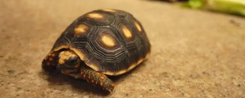 红腿陆龟区分公母，需长大点通过腹夹、尾巴等区分