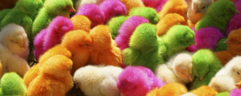 怎么才能让染色的小鸡长大，先将身上的颜料洗净