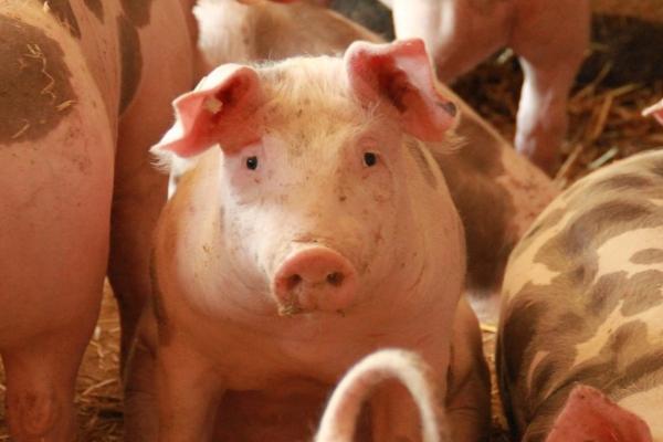 猪吃粪便怎么办，可喂服维生素B12