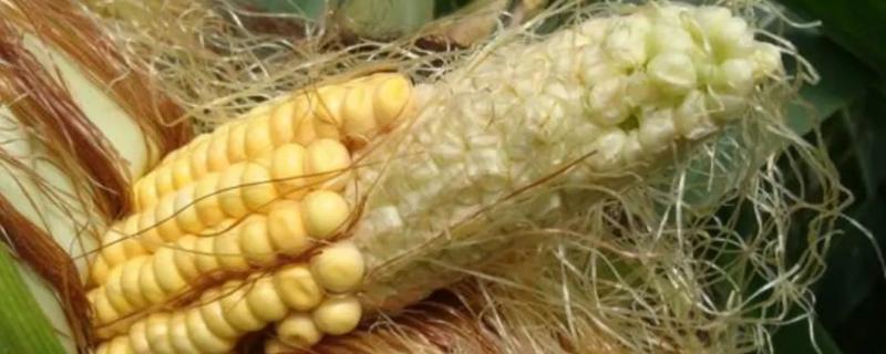 玉米秃尖的原因，可能是品质差、密度大、缺少钾肥等因素所导致