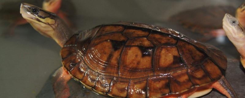 乌龟所需水位，根据习性和体型来决定