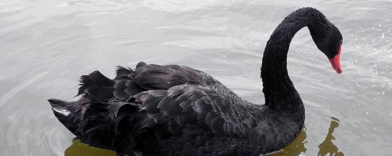 黑天鹅和白天鹅的区别，羽毛颜色、择偶标准和孵化成活率均不同