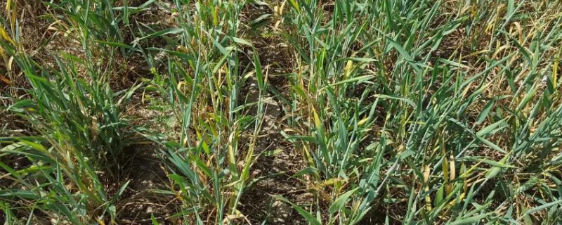小麦遭遇倒春寒怎么办，及时追肥、松土保温等措施均有效