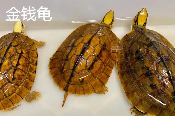 金钱龟和长寿龟有什么区别，金钱龟的喉部呈浅橘红色、长寿龟的喉部有黄纹和黄斑