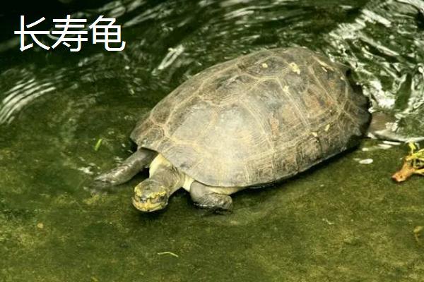 金钱龟和长寿龟有什么区别，金钱龟的喉部呈浅橘红色、长寿龟的喉部有黄纹和黄斑