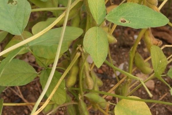 安豆109大豆种简介，耐密型（高油）夏大豆品种