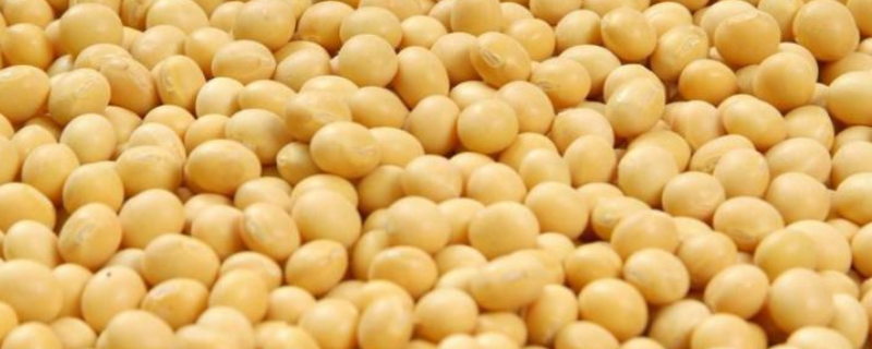 京九豆1168大豆种简介，耐密型（高蛋白）夏大豆品种