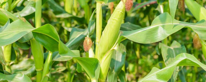福中玉2537玉米种子特征特性，生育期110.7天
