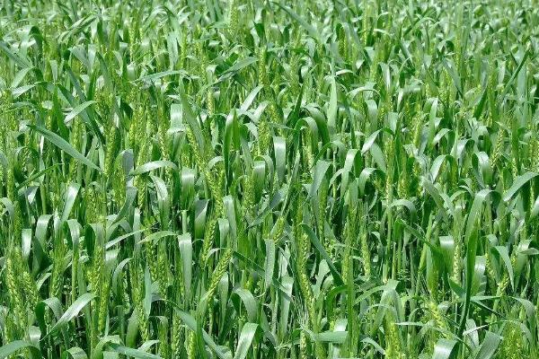 楚襄163小麦种子介绍，属半冬性品种