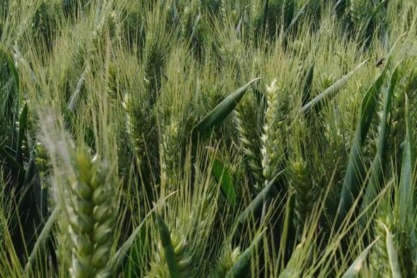 金麦88小麦种子特征特性，属半冬性品种