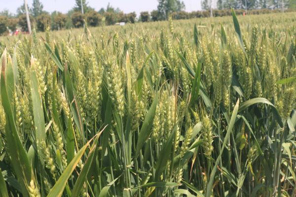 川麦104小麦种子简介，10月下旬至11月上旬播种