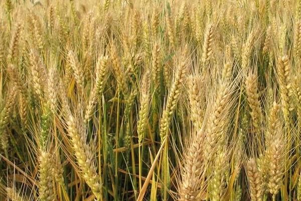华麦1337小麦品种简介，鄂北10月下旬播种