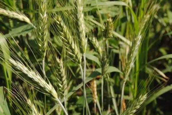 楚襄163小麦种子介绍，属半冬性品种