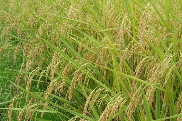 华1165S水稻品种的特性，秧田亩播种量20公斤