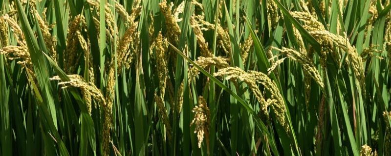 E农6S水稻种子特点，在武汉4月上旬至6月中旬播种