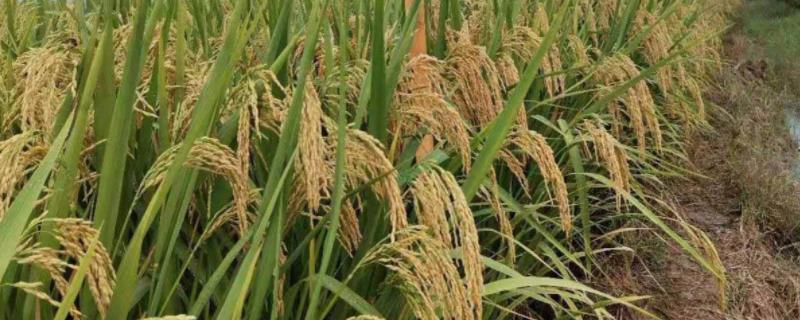 华两优2872水稻种简介，全生育期117.9天