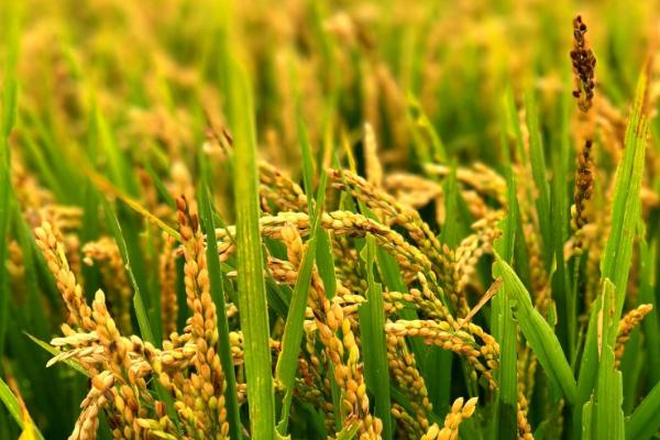 泰优鄂香丝苗水稻种子特点，4月下旬至5月中旬播种