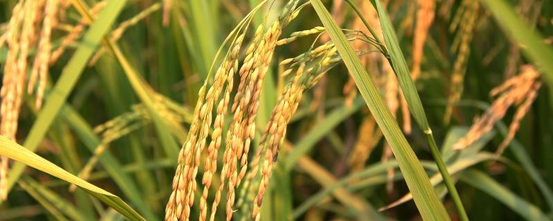 悦两优8602水稻种子简介，注意防治病虫草害