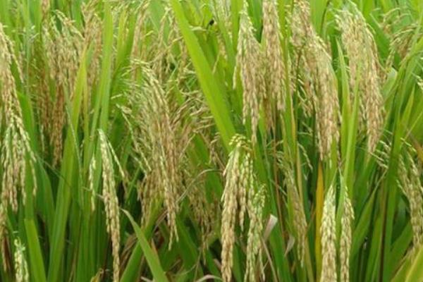 源两优89水稻种子介绍，播种前宜用咪鲜胺浸种