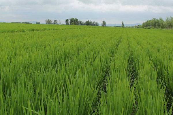 美扬占水稻种简介，播种前宜用咪鲜胺浸种