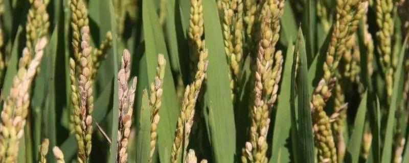 格两优601水稻种简介，一般5月下旬至6月上旬播种