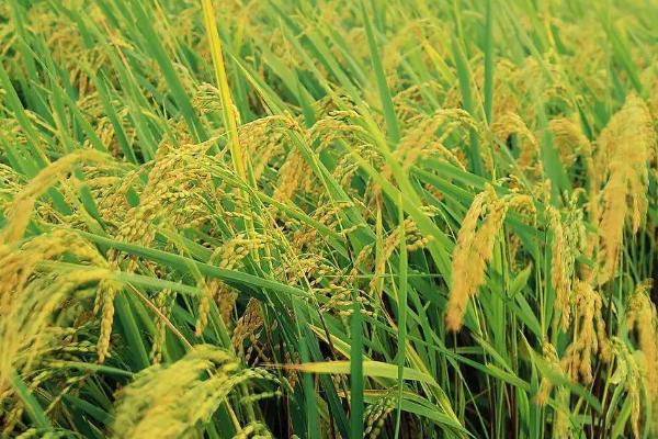 甬优4918水稻种简介，5月上中旬播种