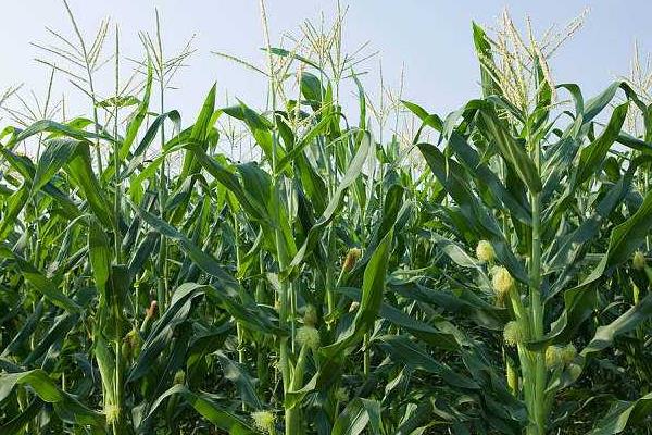 广良甜27号玉米品种的特性，每亩种植3000-3200株