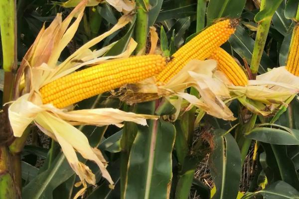 精彩919玉米种子介绍，每亩种植2800-3000株
